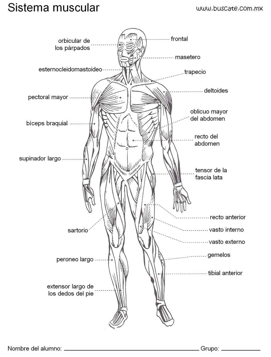 Musculaire puzzle en ligne à partir d'une photo