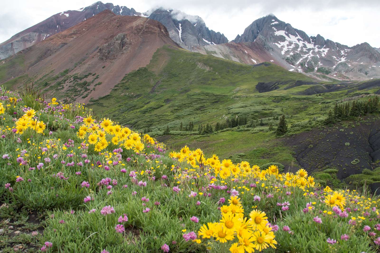 Flores Amarelas da Montanha puzzle online