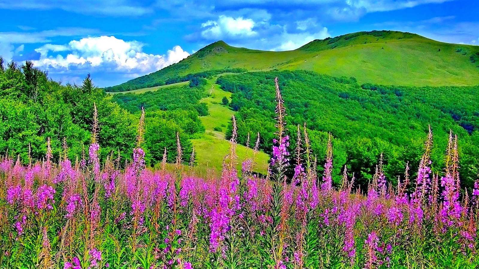 Лавандулови диви цветя онлайн пъзел