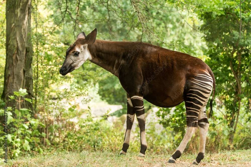 Okapi állat puzzle online fotóról