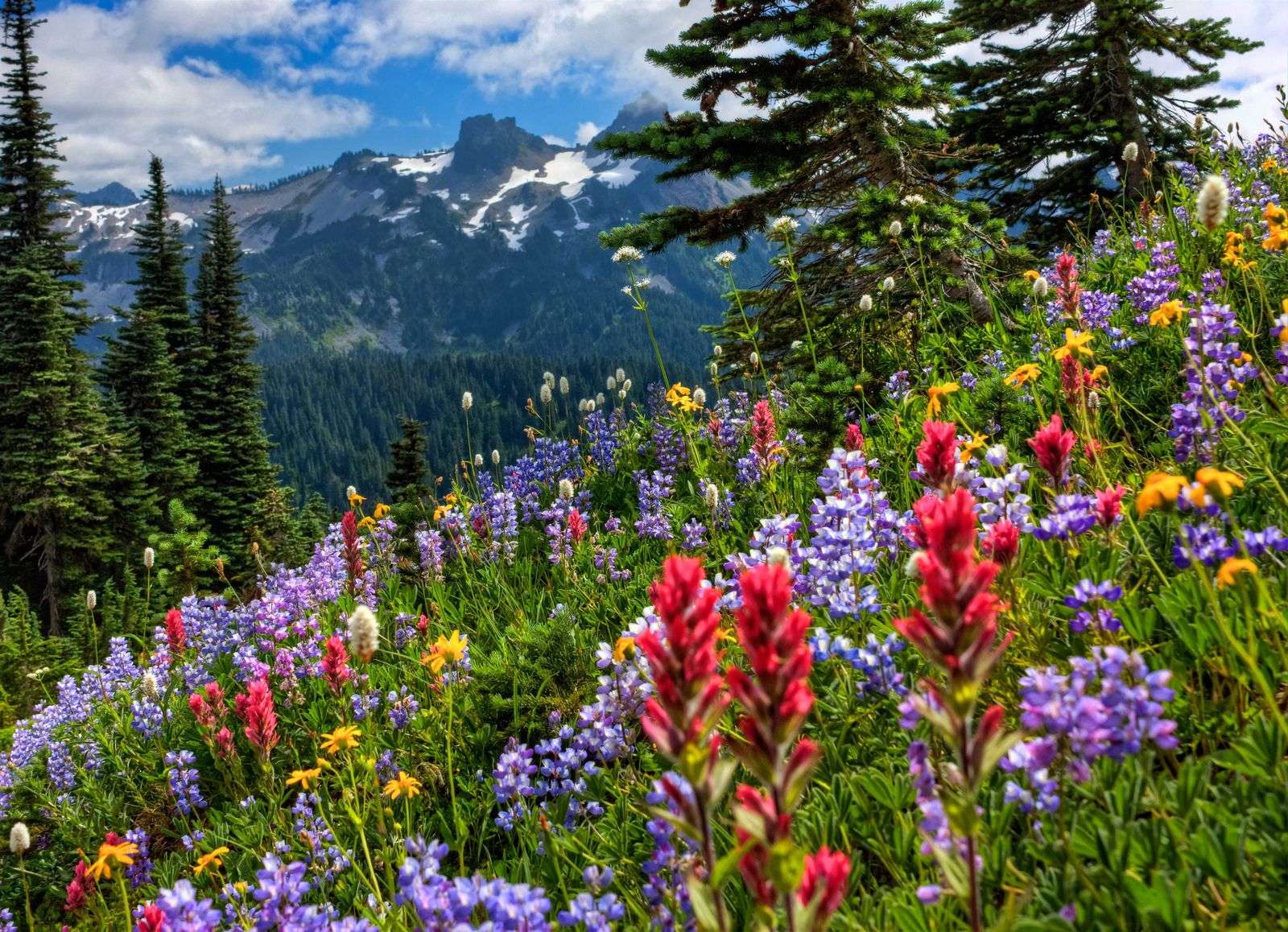 Wild Flowers Mountain Side puzzle online from photo