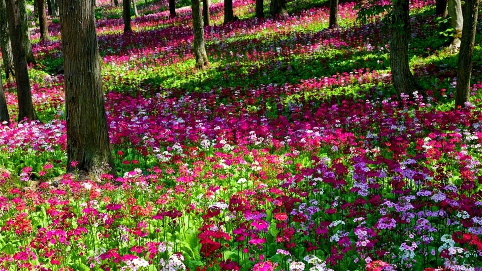 フィールドの花 写真からオンラインパズル