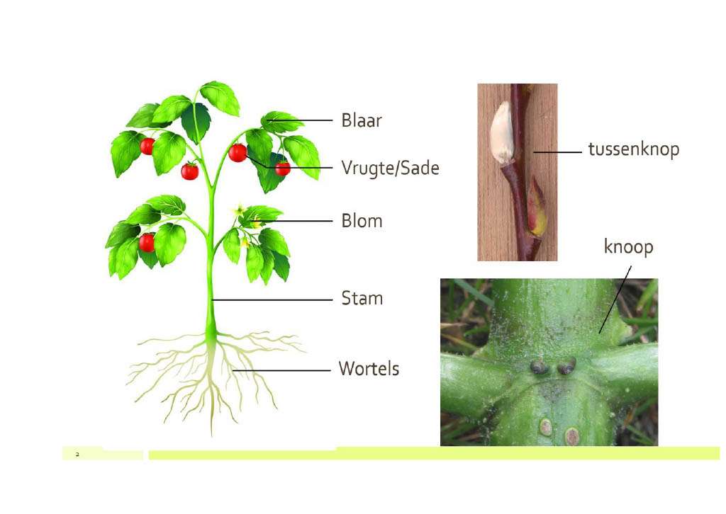 POSTER 1. puzzle online a partir de fotografia