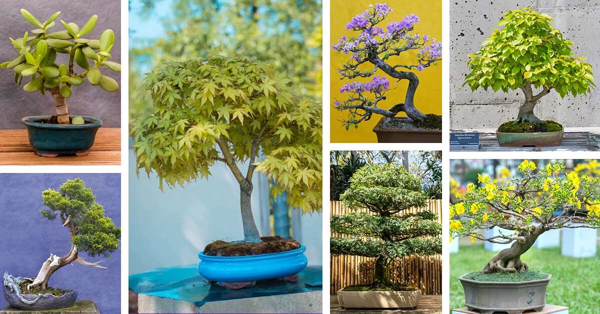 Bonsai Tree Blocks puzzle online from photo