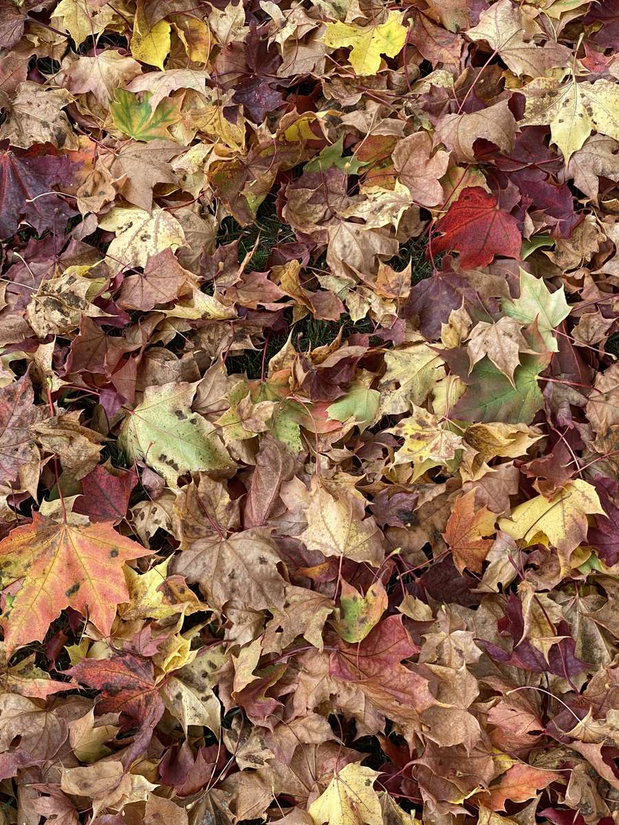 Autumn leaves on the ground puzzle online from photo
