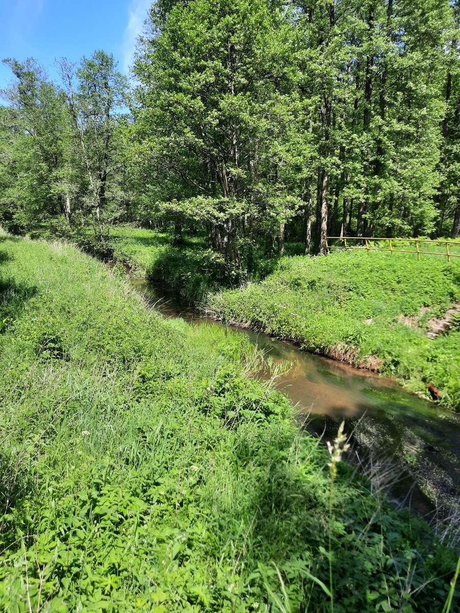 Na floresta de Romincka puzzle online