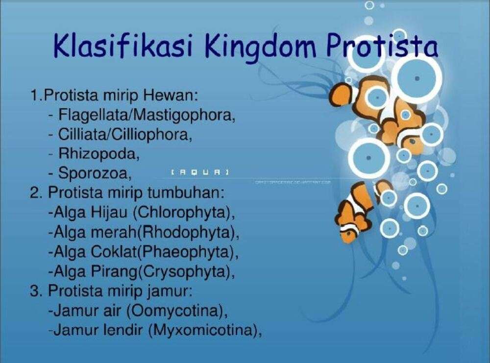 kingdom protista puzzle online from photo