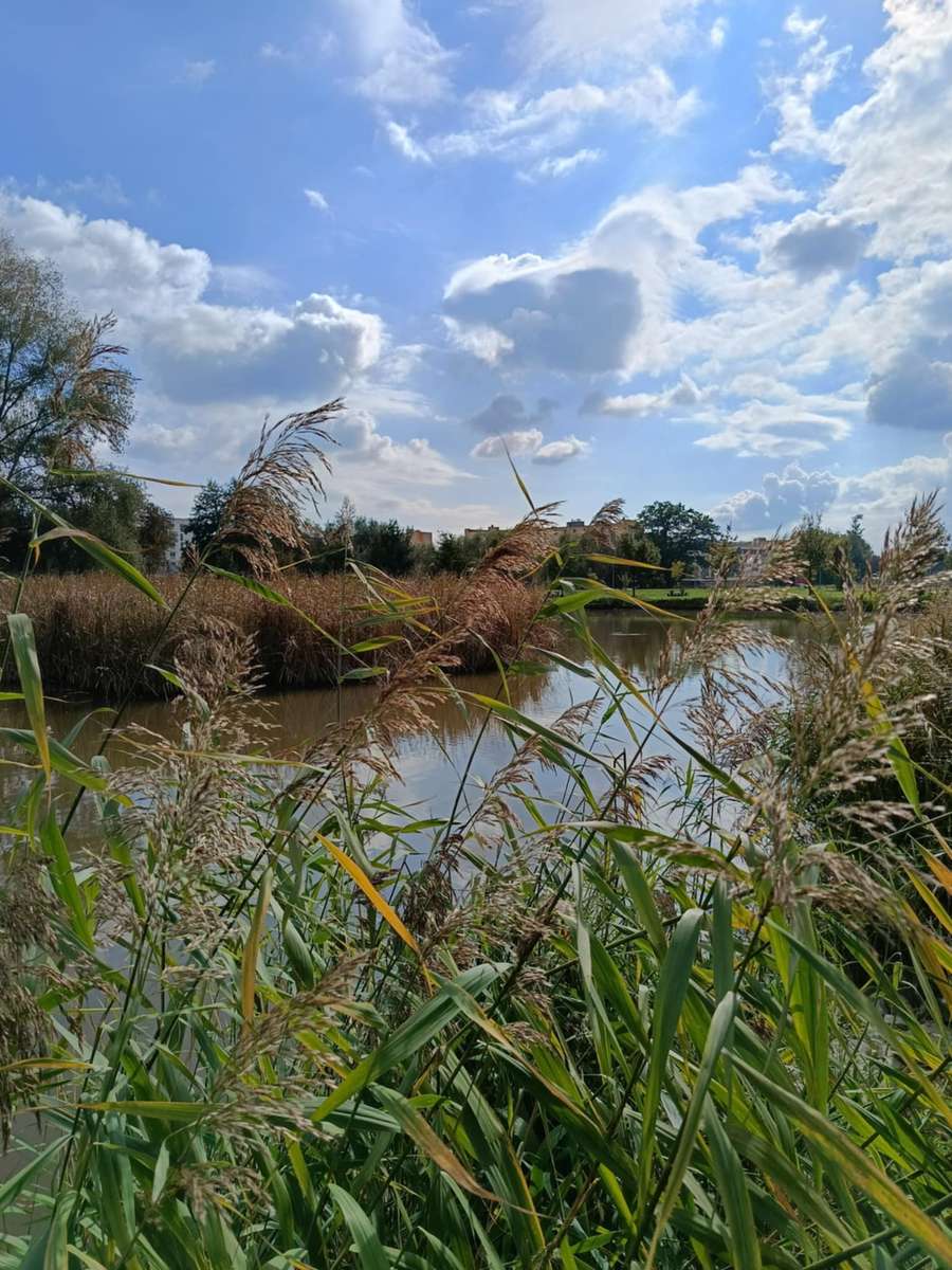 Autumn grass online puzzle
