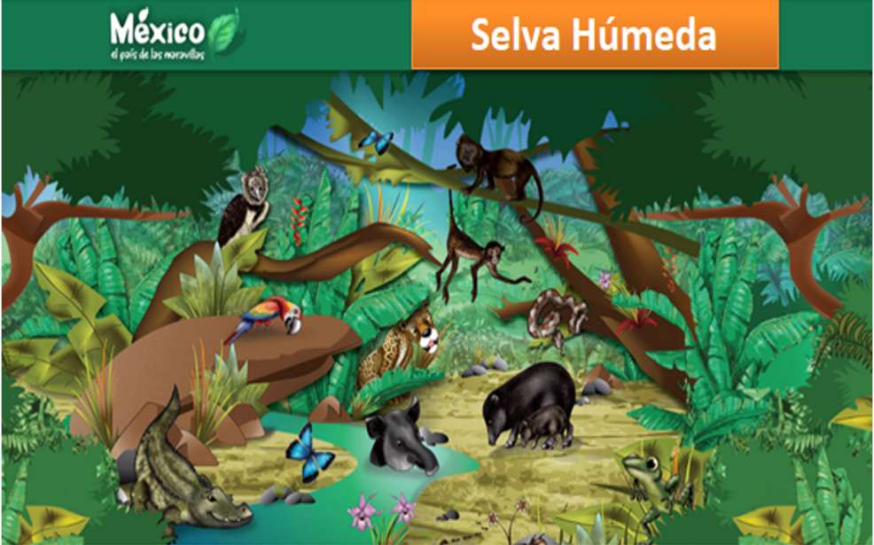 湿気の多いジャングル 写真からオンラインパズル