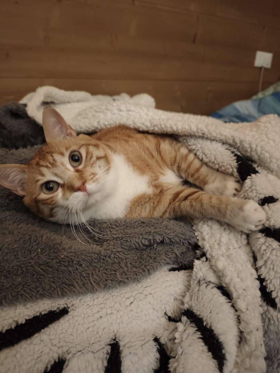 Nenè ed online παζλ