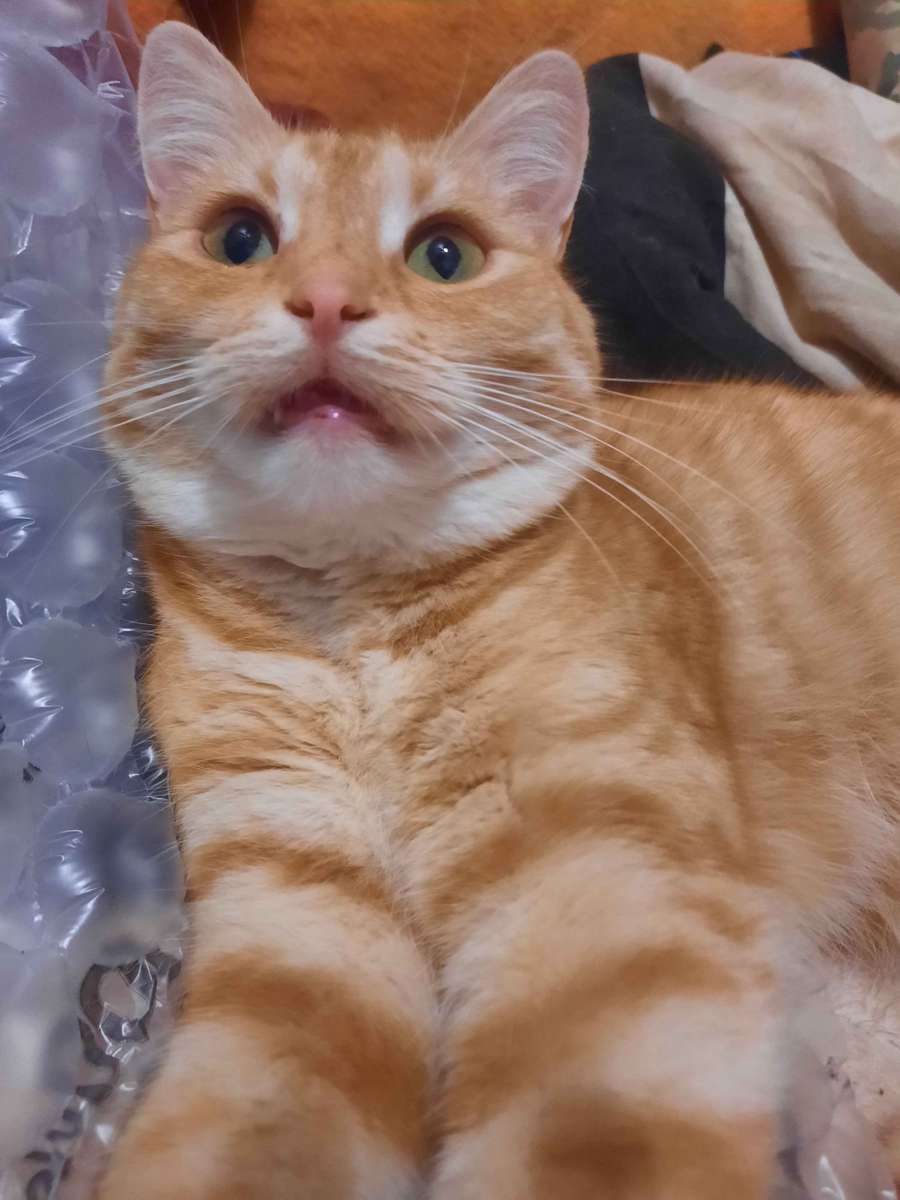 pulpet gruby kot online puzzle