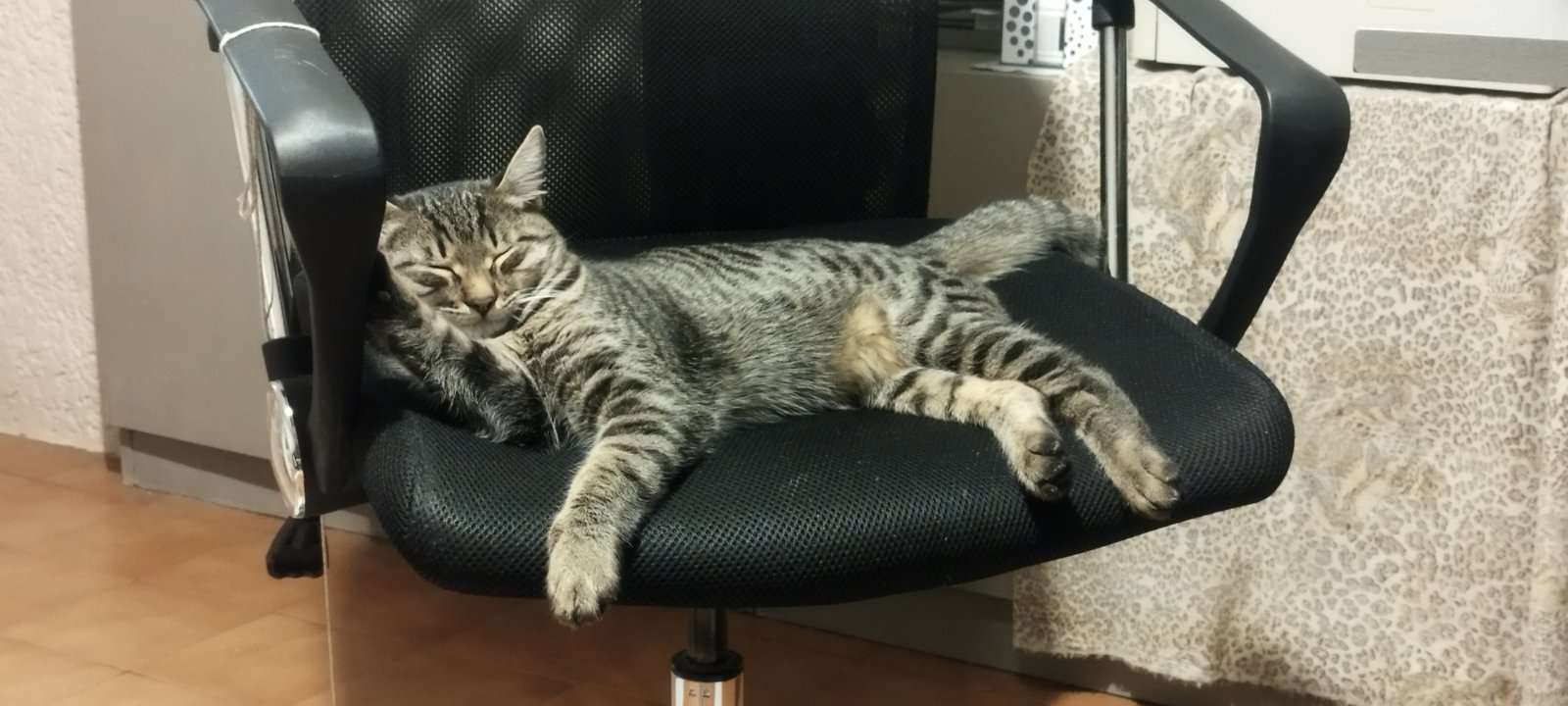 the kitten11 puzzle online from photo