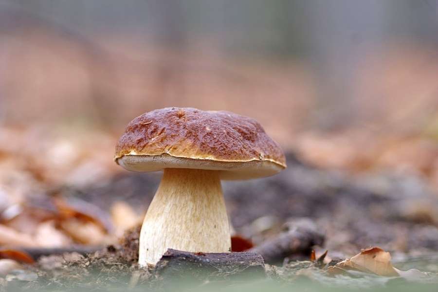 Cogumelo Boletus edulis puzzle online