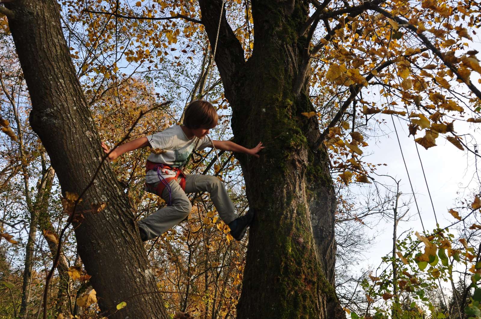 tree child online puzzle