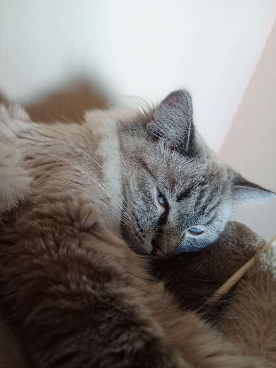 Simochka Online-Puzzle vom Foto