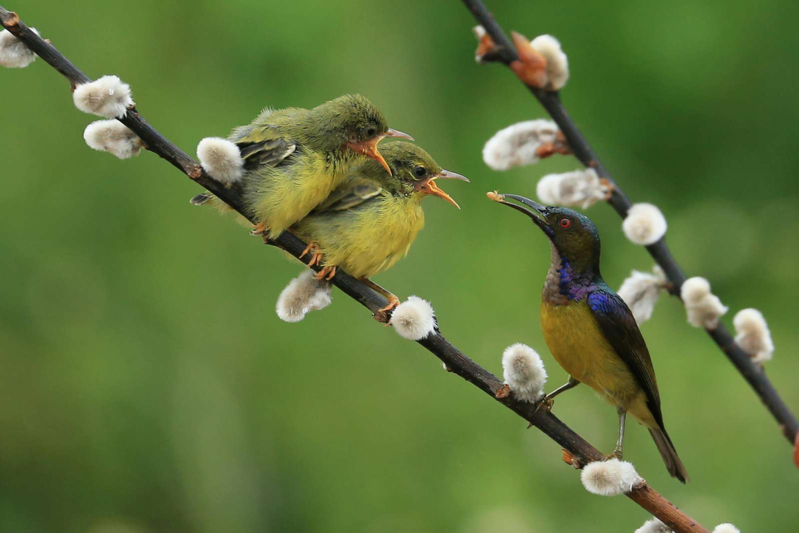 Vårfåglar pussel online från foto