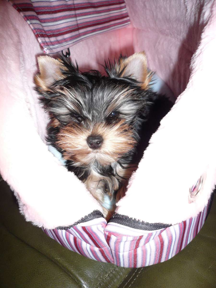 tosia es un perro puzzle online a partir de foto