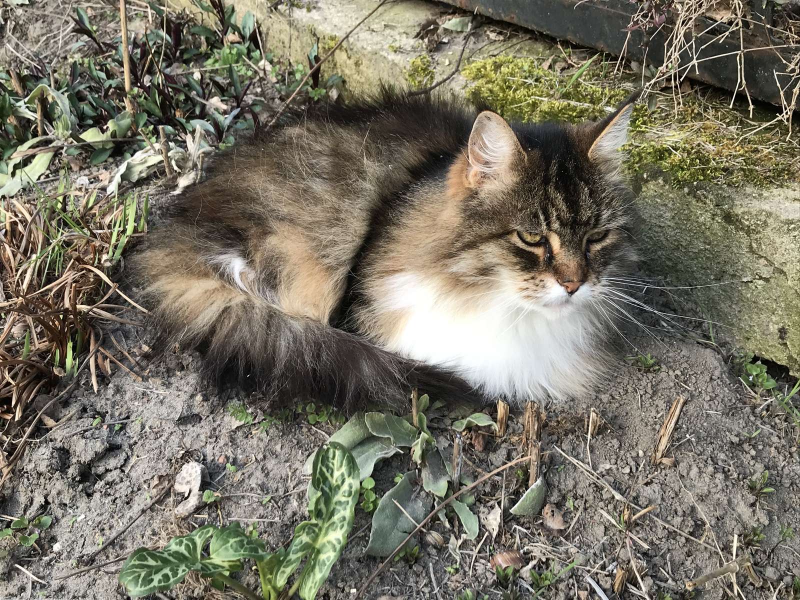 Ryszard-Gabriel rompecabezas en línea