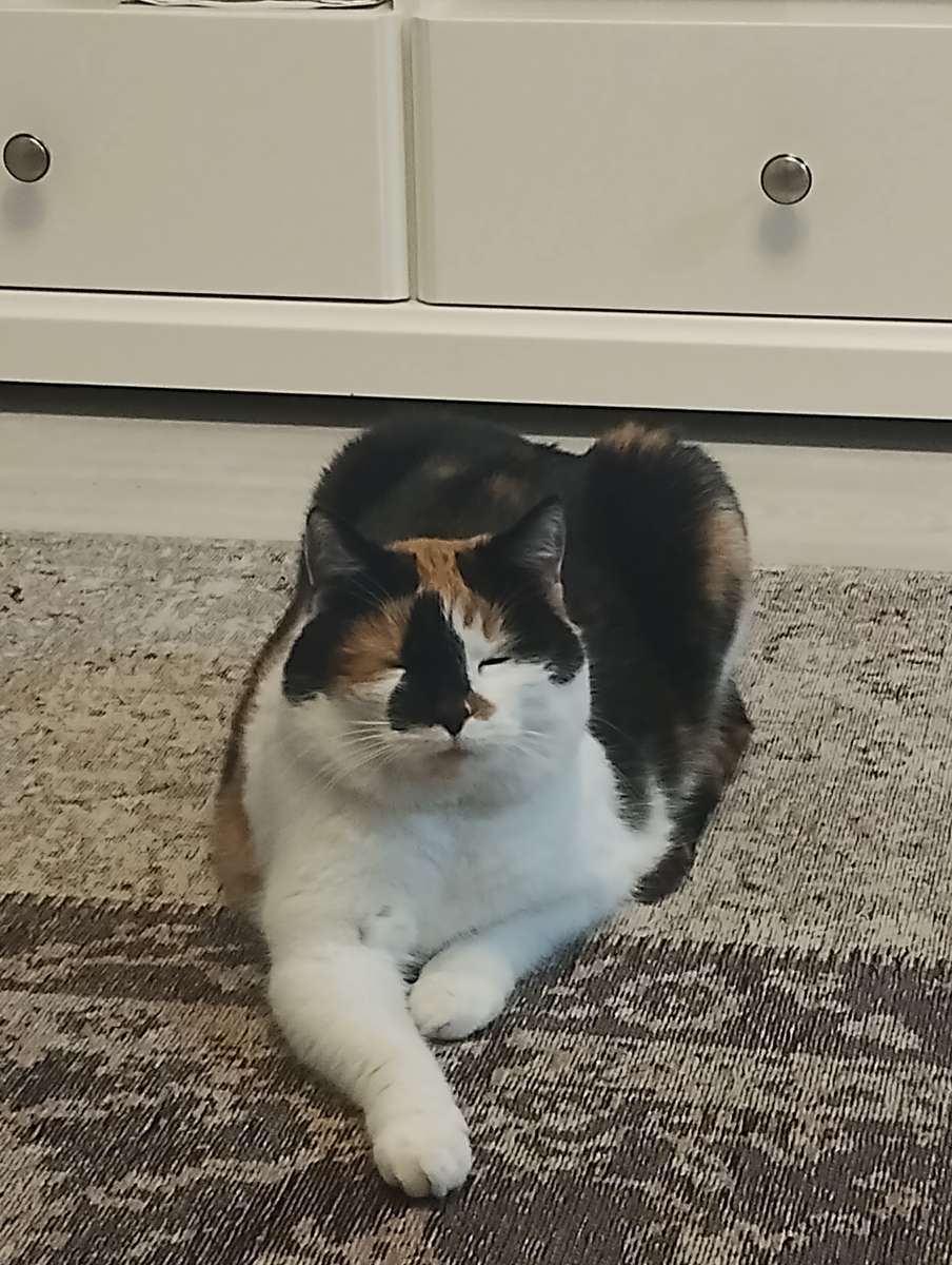 Kitka the kitten puzzle online from photo