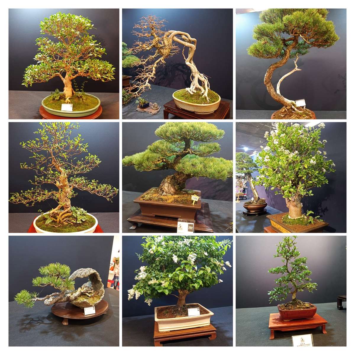 Alberi bonsai puzzle online da foto