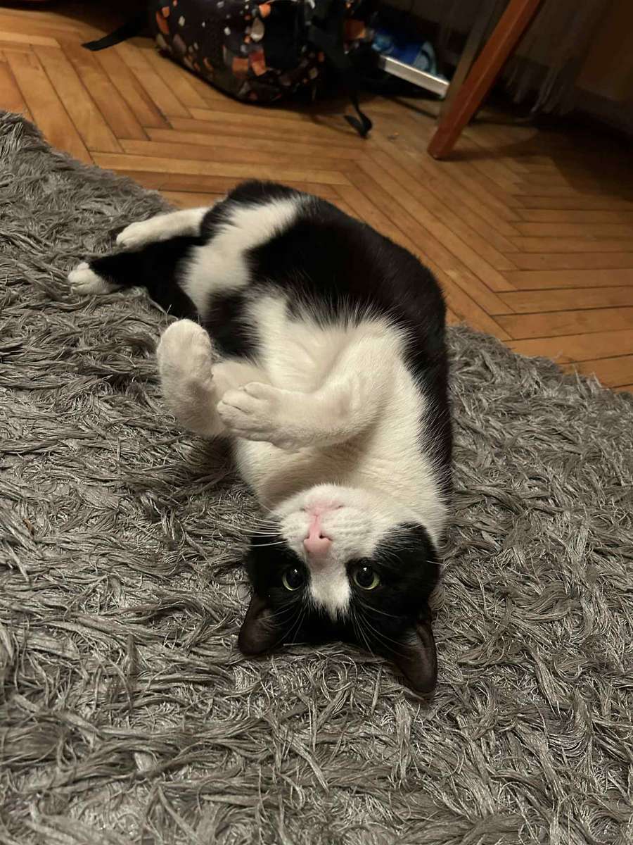 figa dinosauro puzzle online