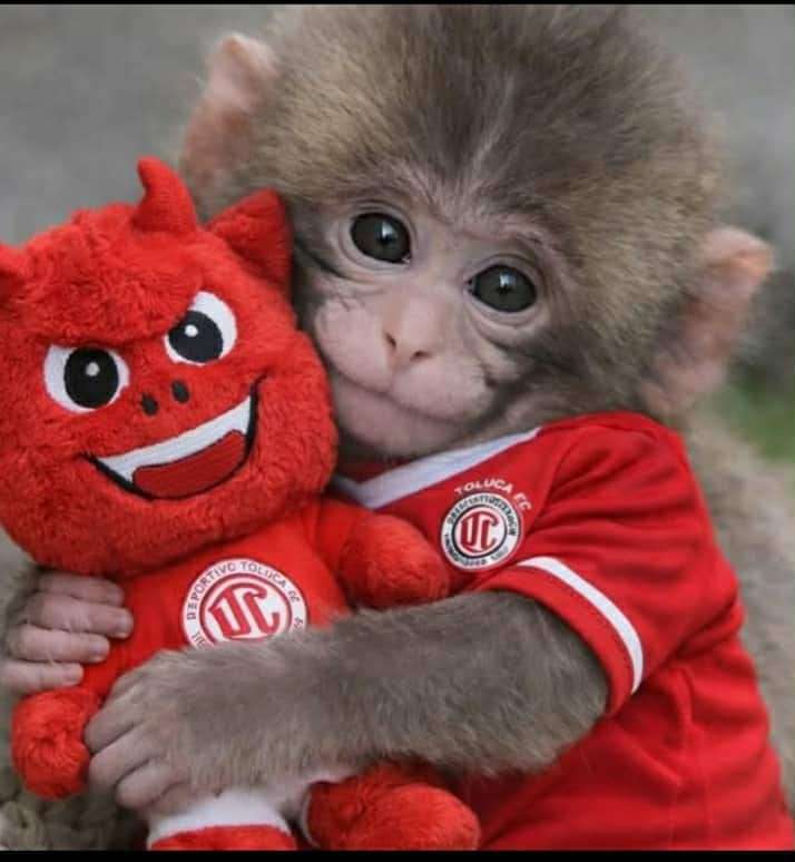 puchii monkey puzzle online from photo