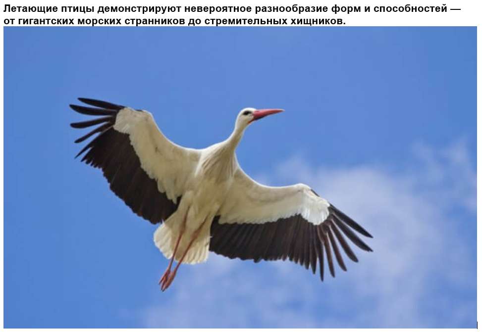 Păsări Zboară puzzle online din fotografie