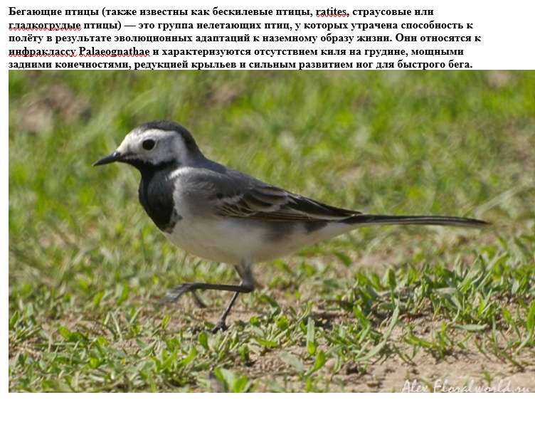 Păsări alergătoare puzzle online