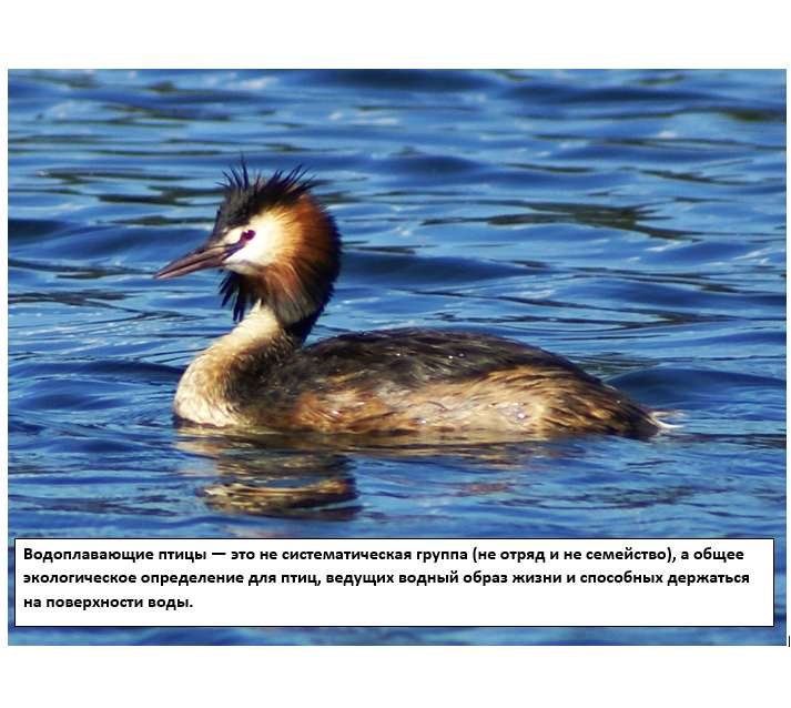 Sauvagine puzzle en ligne à partir d'une photo