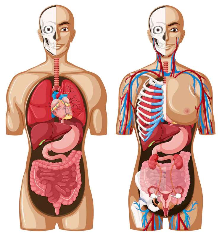 THE HUMAN BODY online puzzle
