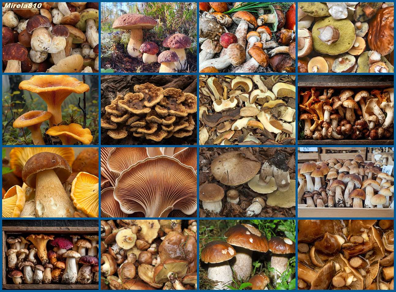 Mushrooms, mushrooms online puzzle