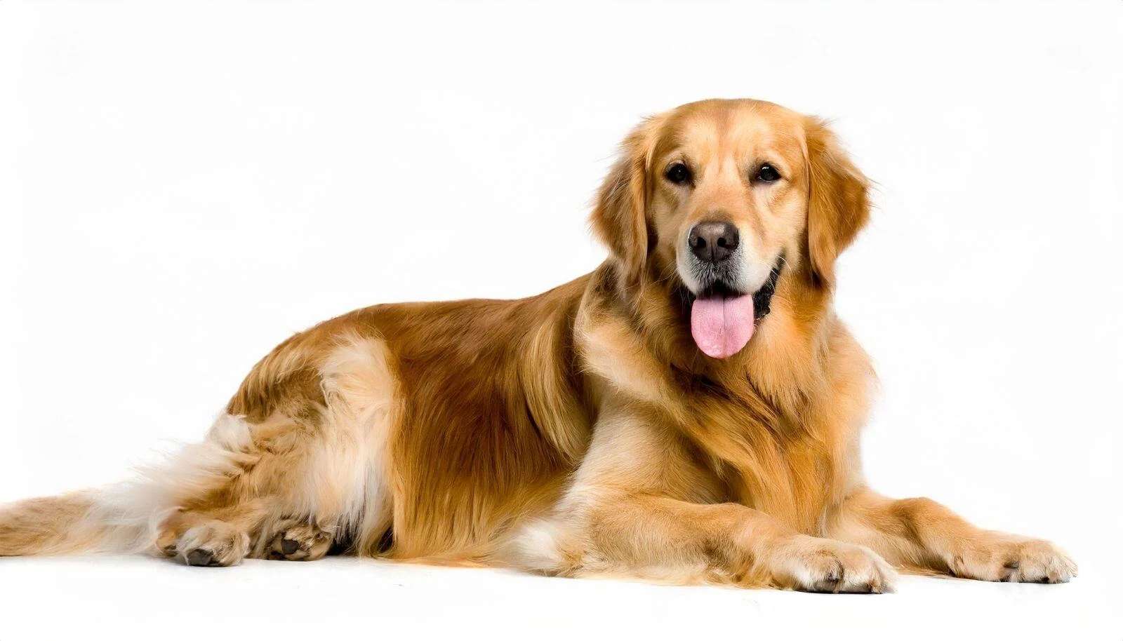 Puzzle-ul unui câine puzzle online