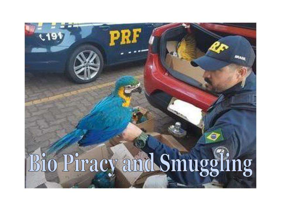 Escape Room för biopirater och smuggling av djur Pussel online