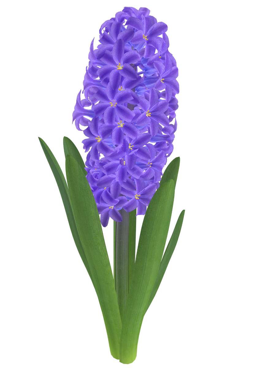 HYACINT - Vårblomma pussel online från foto