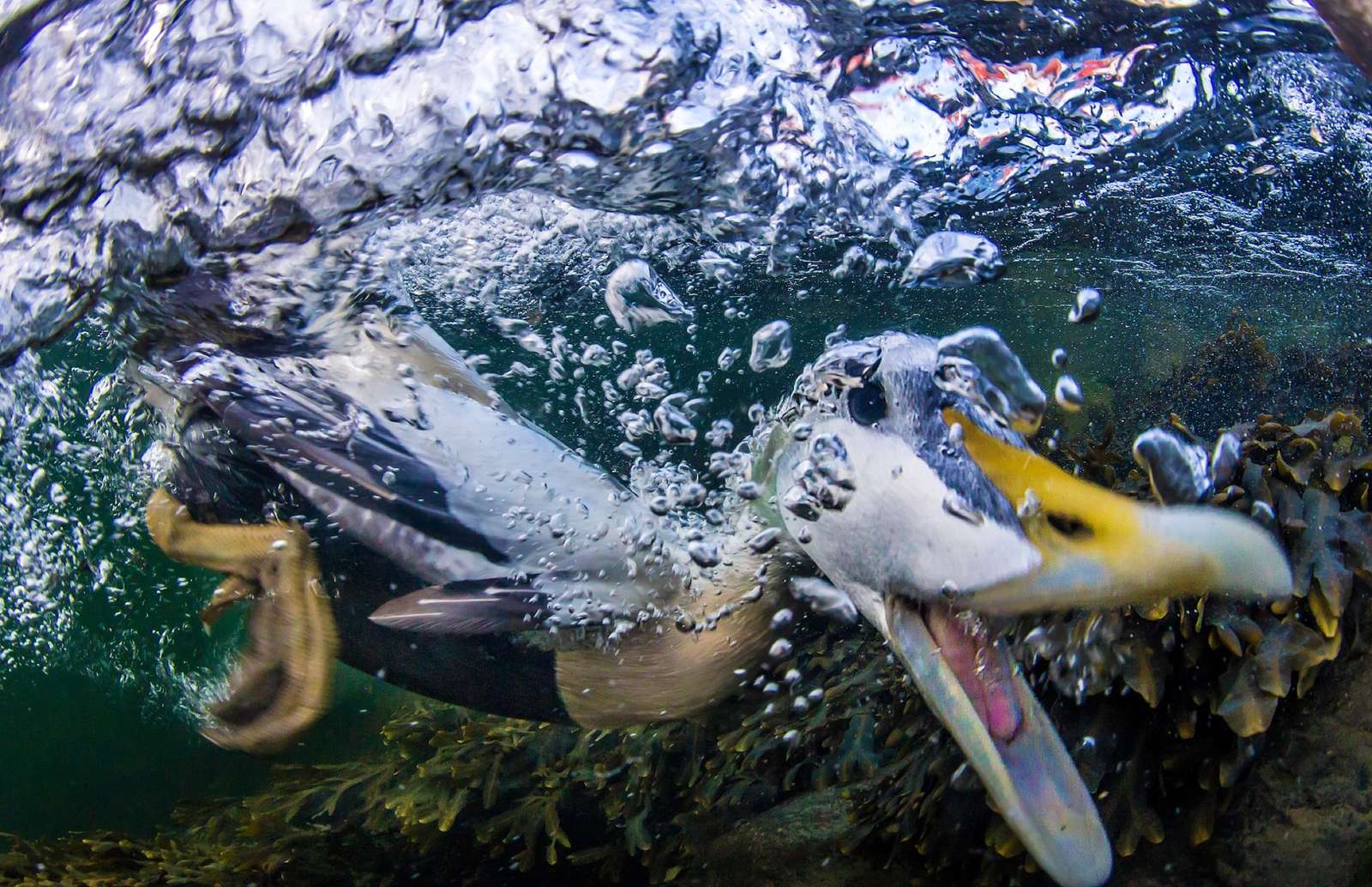 Ducking and Diving rompecabezas en línea