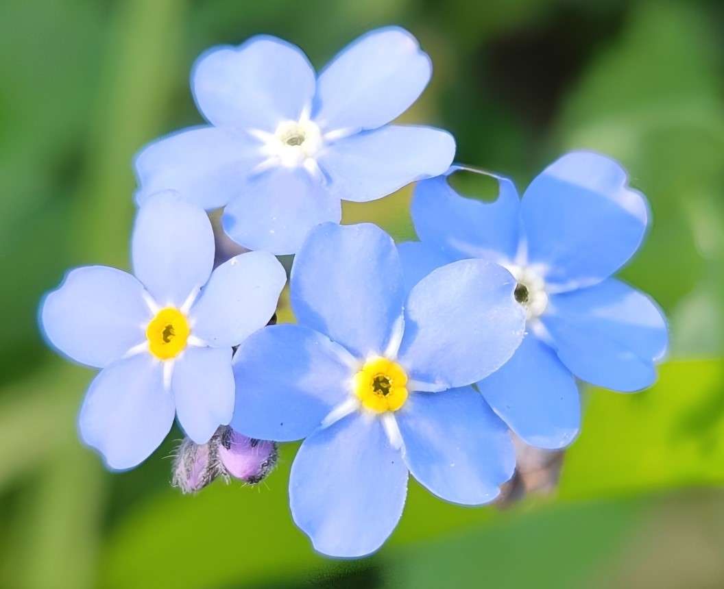 floare albastră puzzle online din fotografie