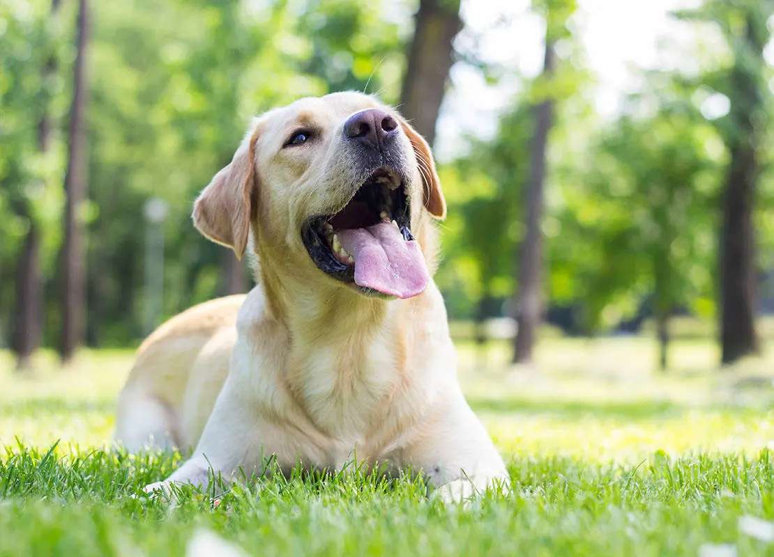 HundCasablanca Online-Puzzle vom Foto