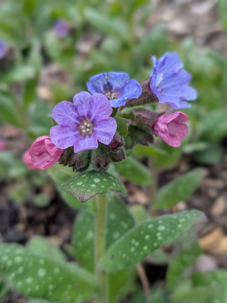 Pulmonaria Flor de primavera rompecabezas en línea