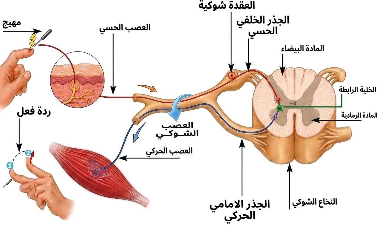 مسار الانعكاس الشوكي online puzzle