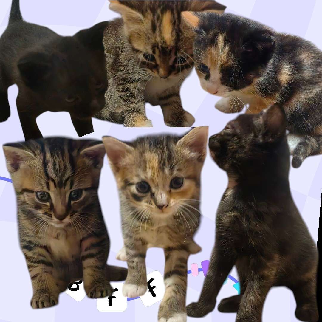 Sorpresa puzzle online da foto